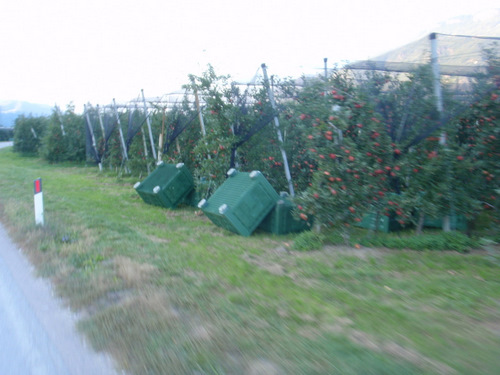 Apple Orchard Valley of the Adige River.